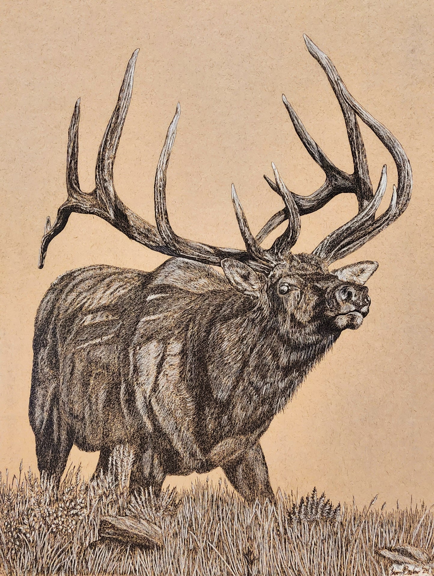 "Bruno" Original drawing
