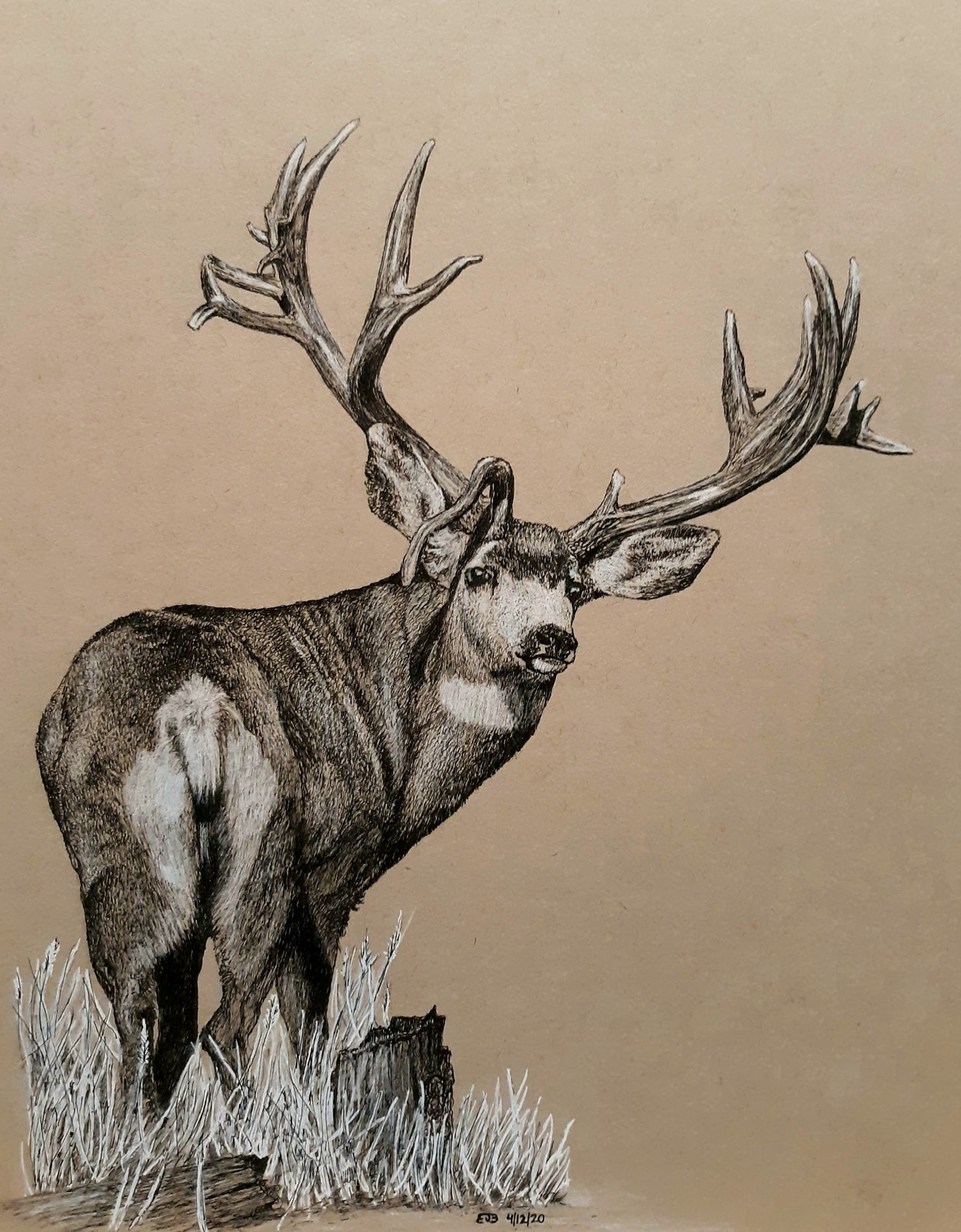 Mule Deer 11x14 Prints